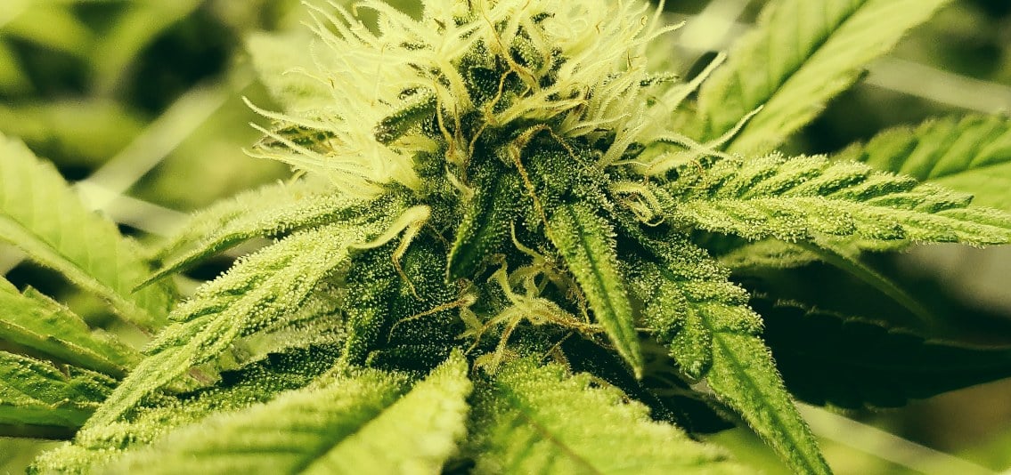 Flor de cannabis em close, coberta de tricomas