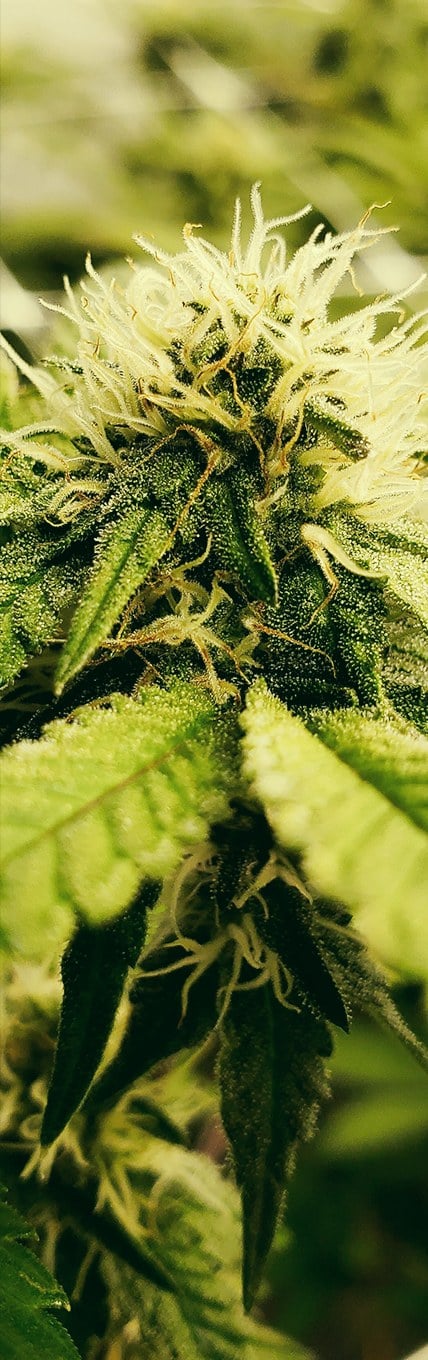 Detalhe de uma flor de cannabis, com tricomas e pistilos